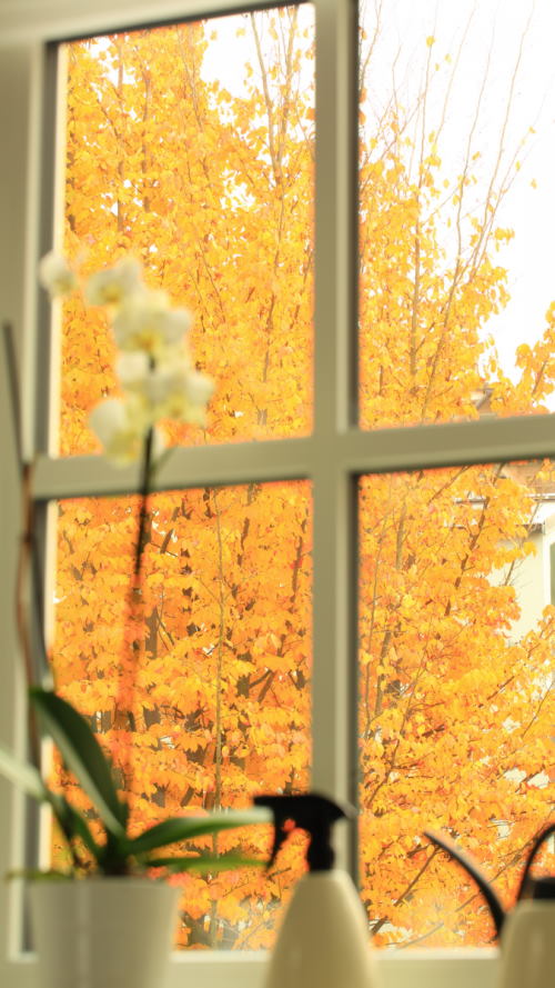 Image of Autumn Leaves through the window